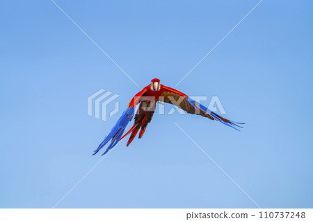 Red macaw flying around Kobe Animal Kingdom Kobe City, Hyogo Prefecture 110737248