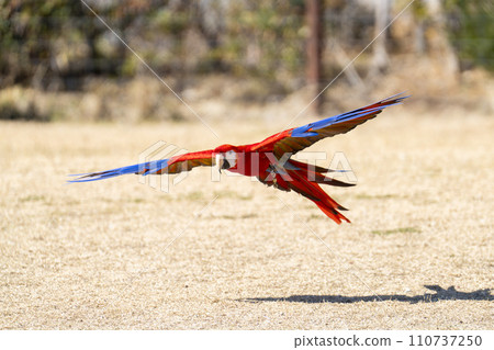 Red macaw flying around Kobe Animal Kingdom Kobe City, Hyogo Prefecture 110737250