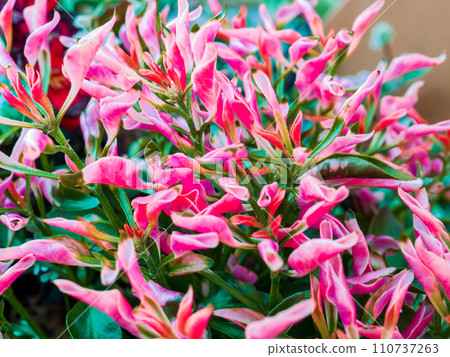 Alternanthera is an ornamental plant with beautiful red and pink leaves. 110737263