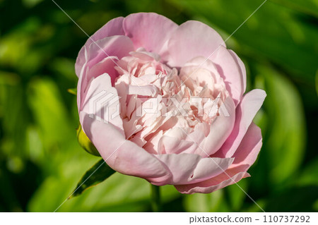 Peony flowers blooming beautifully in the early summer sunshine 110737292