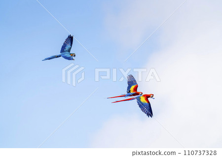 Red macaw and blue macaw flying around Kobe Animal Kingdom Kobe City, Hyogo Prefecture Red macaw and blue macaw flying around Kobe Animal Kingdom Kobe City, Hyogo Prefecture 110737328