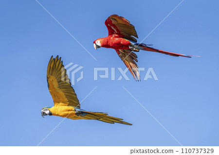 Red macaw and blue macaw flying around Kobe Animal Kingdom Kobe City, Hyogo Prefecture 110737329