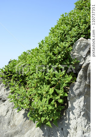 Crab and blue sky seaside plants 110737351