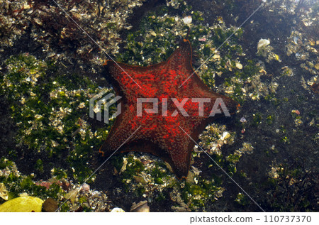 Affiliation 110737370