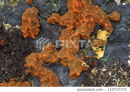 Sponge modeling, Daidaiisokaimen, graphic material Sponge modeling, Daidaiisokaimen, graphic material 110737372