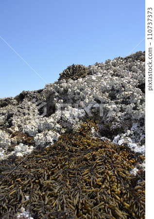 Rocky creatures seaweed hijiki black barnacle turtlenote wide 110737373