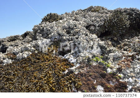 Rocky creatures seaweed hijiki black barnacle turtlenote wide 110737374