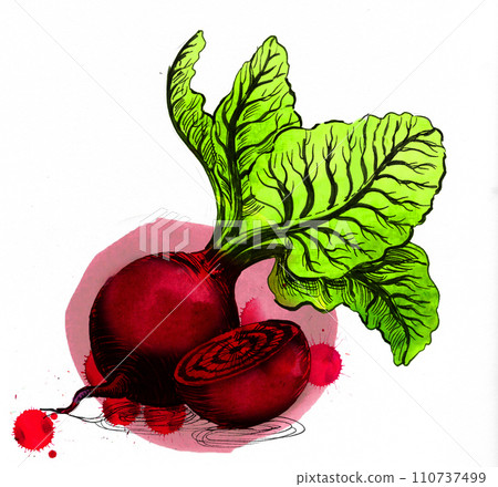 beet, watercolor, beetroot 110737499