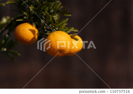 Winter Hidamari and orange Hassaku fruit Winter Hidamari and orange Hassaku fruit 110737516