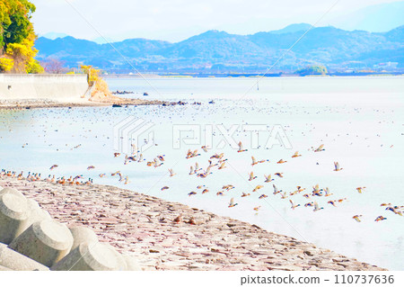 A large flock of ducks take off toward the sea from the wave-dissipating blocks of the seawall. 110737636