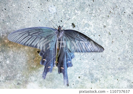 Large black winged butterfly, Papilio vulgare, perching on a concrete wall outdoors 110737637