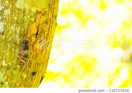 Brown oil cicada perching on a tree trunk outdoors under bright warm sunlight Brown oil cicada perching on a tree trunk outdoors under bright warm sunlight 110737638
