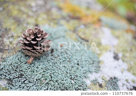 A small cute pine cone placed on moss outdoors A small cute pine cone placed on moss outdoors 110737676