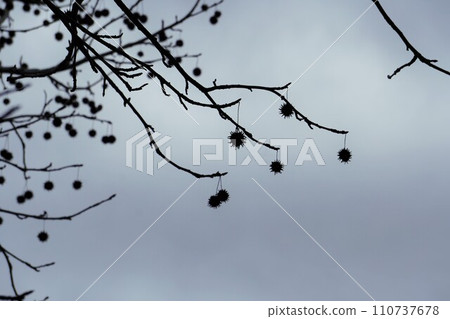 灰色多雲天空下楓樹和成熟果實的輪廓 110737678
