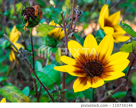 yellow and brown flower violet sunflower flower yellow and brown flower violet sunflower flower 110738146