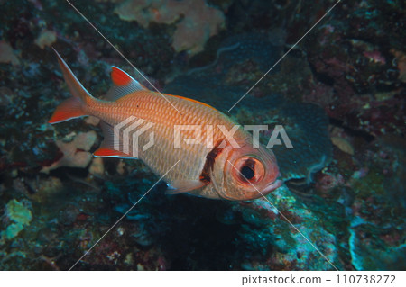 Kurobimatsukasauo, red fish, sea of Okinawa 110738272