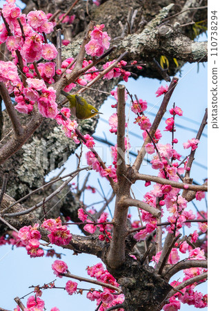 Plum blossoms and white-eye at Kasuga Taisha Shrine, Nara (Kasugano-cho, Nara City, Nara Prefecture) *Photo location in the comments section of the work Plum blossoms and white-eye at Kasuga Taisha Shrine, Nara (Kasugano-cho, Nara City, Nara Prefecture) *Photo location in the comments section of the work 110738294