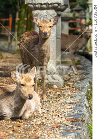 在奈良春日大社(奈良縣奈良市春日野町)與鹿相遇*照片位置在作品評論區 在奈良春日大社(奈良縣奈良市春日野町)與鹿相遇*照片位置在作品評論區 110738304
