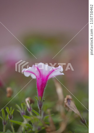 漂亮的矮牽牛花 110738462