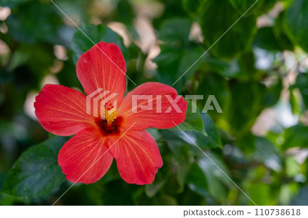 Hibiscus mallow eye mallow family 110738618