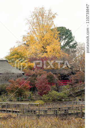 Large ginkgo tree at Mainland Temple 110738647