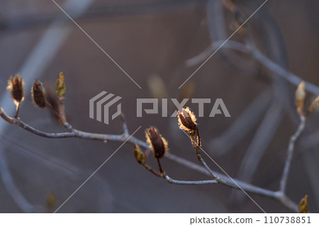 Winter buds of Ericaceae Azalea Winter buds of Ericaceae Azalea 110738851