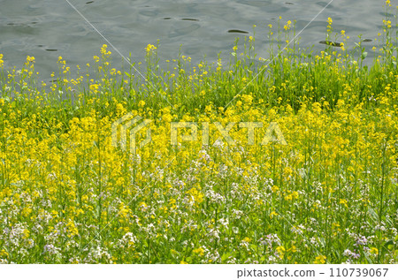 Rape blossoms blooming in Chidorigafuchi 110739067