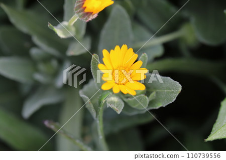 Yellow calendula flowers blooming in the winter garden 110739556