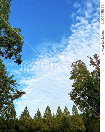 透過樹林看到的天空 透過樹林看到的天空 110739636
