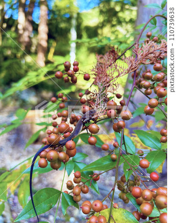 南天竹果和蜥蜴 南天竹果和蜥蜴 110739638