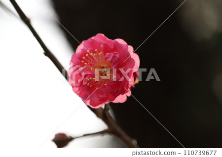 冬季公園盛開的粉紅色梅花 110739677