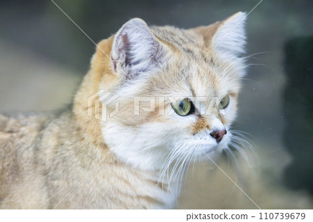 Profile of sand cat Kobe Animal Kingdom Kobe City, Hyogo Prefecture 110739679