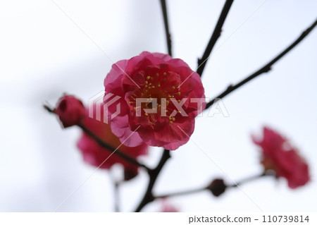 Pink plum blossoms blooming in the winter park Pink plum blossoms blooming in the winter park 110739814