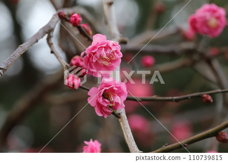 冬季公園盛開的粉紅色梅花 110739815