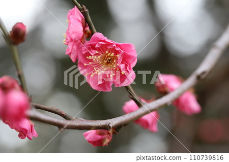 Pink plum blossoms blooming in the winter park Pink plum blossoms blooming in the winter park 110739816