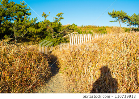 Nakatajima sand dunes, blue sky, grass, and shadows Nakatajima sand dunes, blue sky, grass, and shadows 110739918