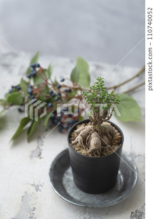 塊莖植物法典 110740052