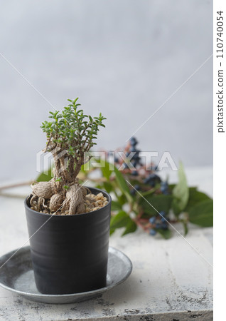 塊莖植物法典 塊莖植物法典 110740054