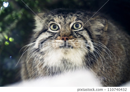 坐貓 神戶動物王國 兵庫縣神戶市 坐貓 神戶動物王國 兵庫縣神戶市 110740432