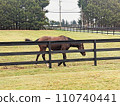Horse roaming and eating grasses inside field in Victoria, British Columbia, Canada 110740441