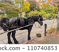 Horse Standing Alone Waiting for next Passenger for her carriage rides in Victoria, British Columbia, Canada 110740853