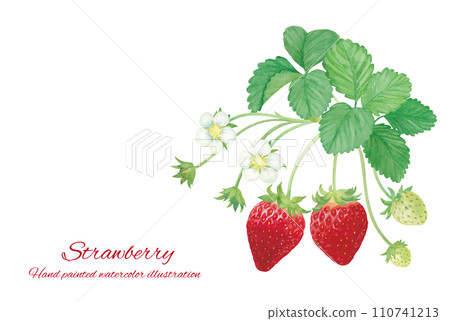 水彩畫草莓插畫素材 水彩畫草莓插畫素材 110741213