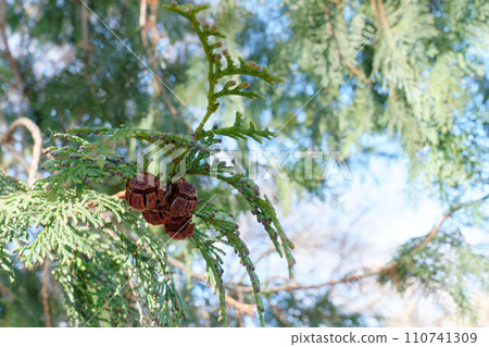 Brown-colored fruit of Cypress family, Spanish mackerel 110741309