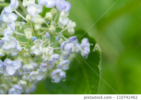 Beautiful hydrangea Beautiful hydrangea 110742462