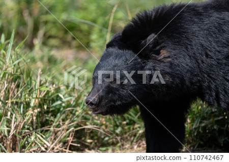 Asian black bears 110742467