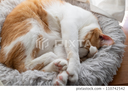 Cat sleeping curled up, brown tabby white Cat sleeping curled up, brown tabby white 110742542