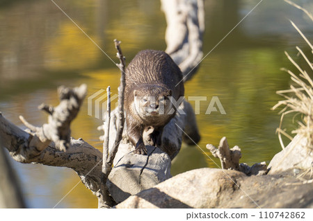 神戶動物王國的小爪水獺 兵庫縣神戶市 110742862