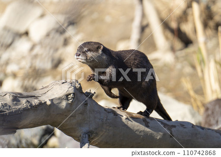 神戶動物王國的小爪水獺 兵庫縣神戶市 神戶動物王國的小爪水獺 兵庫縣神戶市 110742868