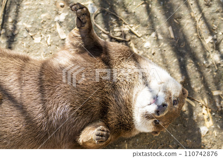 神戶動物王國的小爪水獺 兵庫縣神戶市 110742876