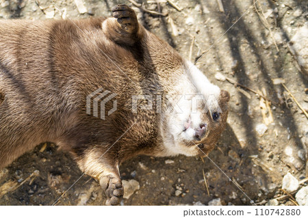 神戶動物王國的小爪水獺 兵庫縣神戶市 110742880